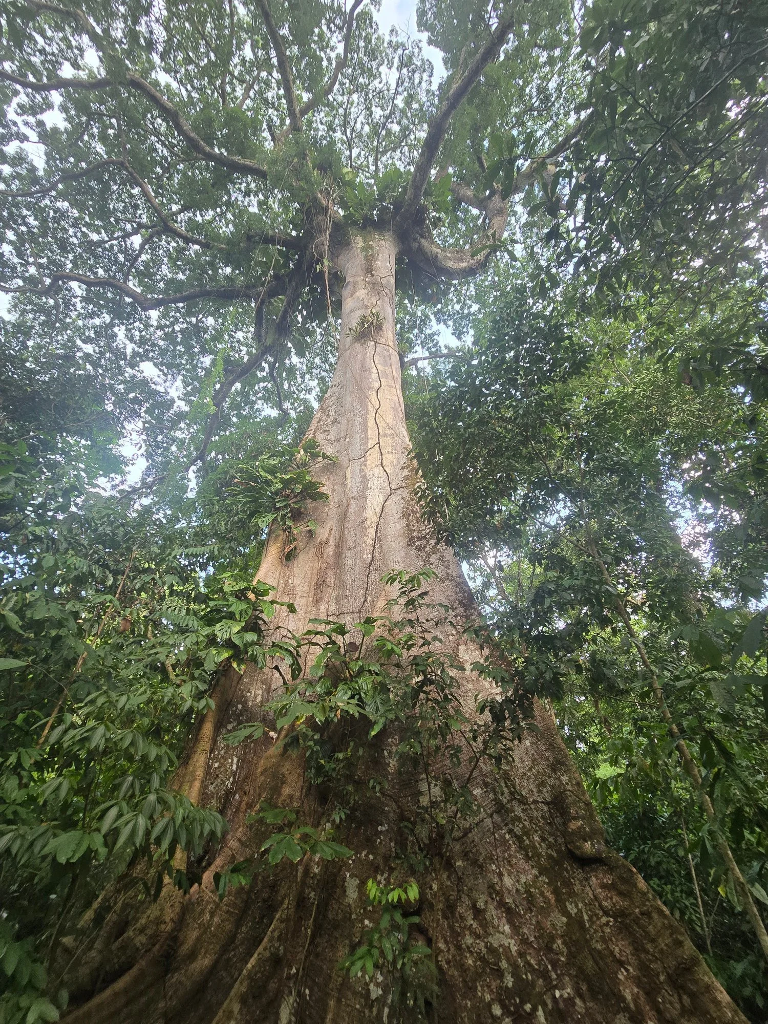 A broad, buttressed tree rises into the canopy, its trunk and branches supporting smaller plants along the way.