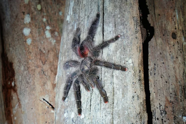 A pinktoe tarantula (Avicularia sp.) rests on wood, its pale pink feet contrasting with hairy dark legs.