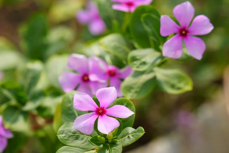 Madagascar periwinkle (Catharanthus roseus) flowers in a Manaus garden, one of the many introduced plants grown around Amazonian homes.