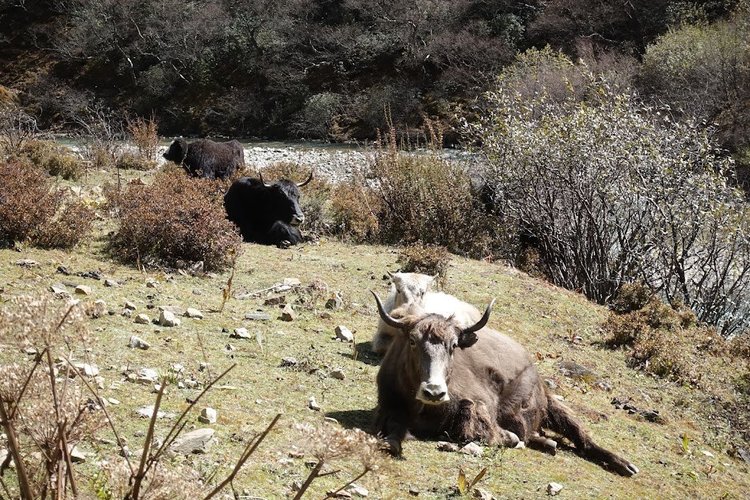 Yaks rest among the shrubs, their curved horns and shaggy coats filling the foreground.