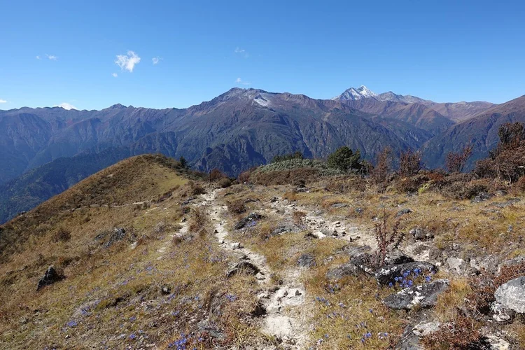 Small blue flowers line the pale ridge path as the route begins to descend towards the forest.