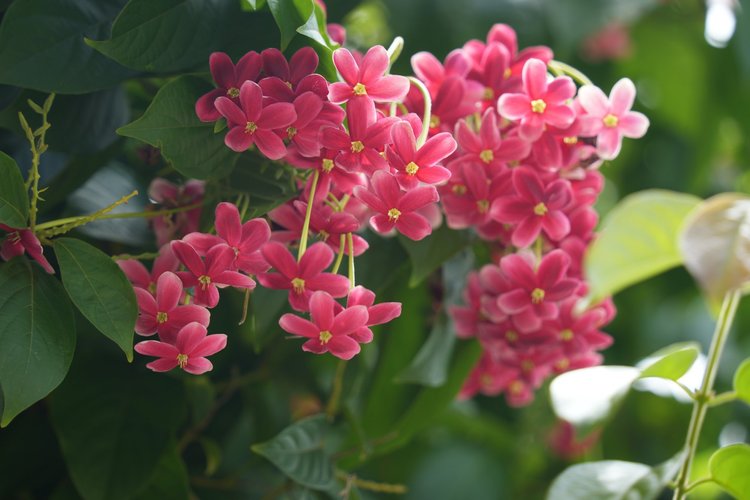 Likely Rangoon creeper (Combretum indicum), an ornamental climber whose flowers change from white through pink to red as they age.