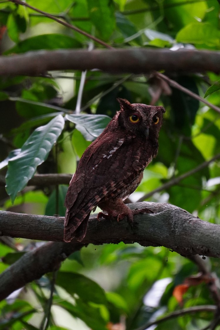 A screech-owl (Megascops sp.) rests in the shade, its yellow eyes and small ear tufts emerging from finely patterned feathers.