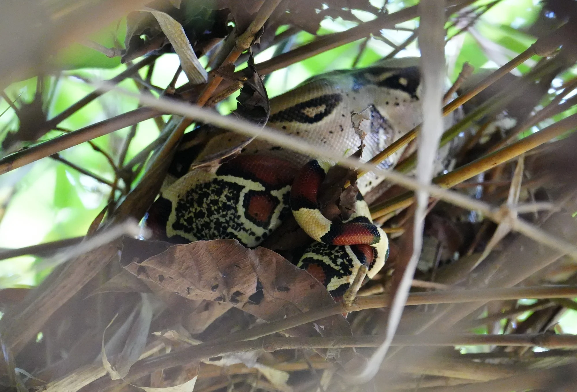A boa constrictor (Boa constrictor) lies among branches and dry leaves, its reddish tail tucked against the patterned body.