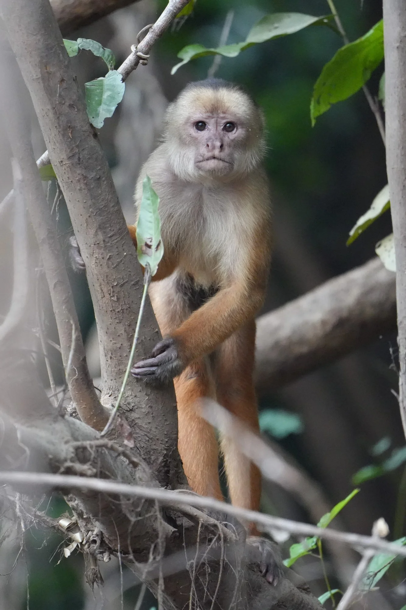 A white-fronted capuchin (Cebus albifrons group) grips a slender trunk, dark hands contrasting with golden limbs.
