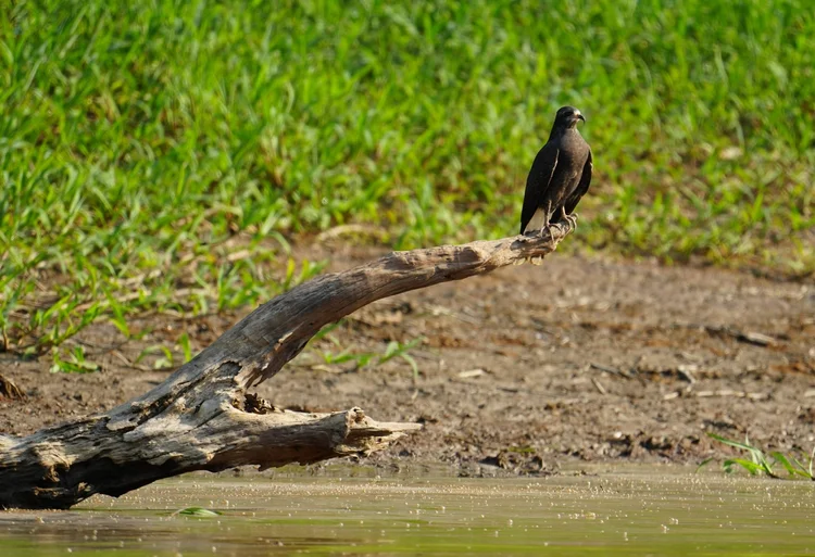 A snail kite (Rostrhamus sociabilis) surveys the water from the tip of a fallen branch.