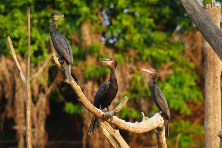 Three Neotropic cormorants (Nannopterum brasilianum) rest together on a bare riverside branch.