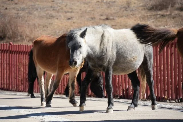 A grey horse steps along a paved path, with other horses behind it.