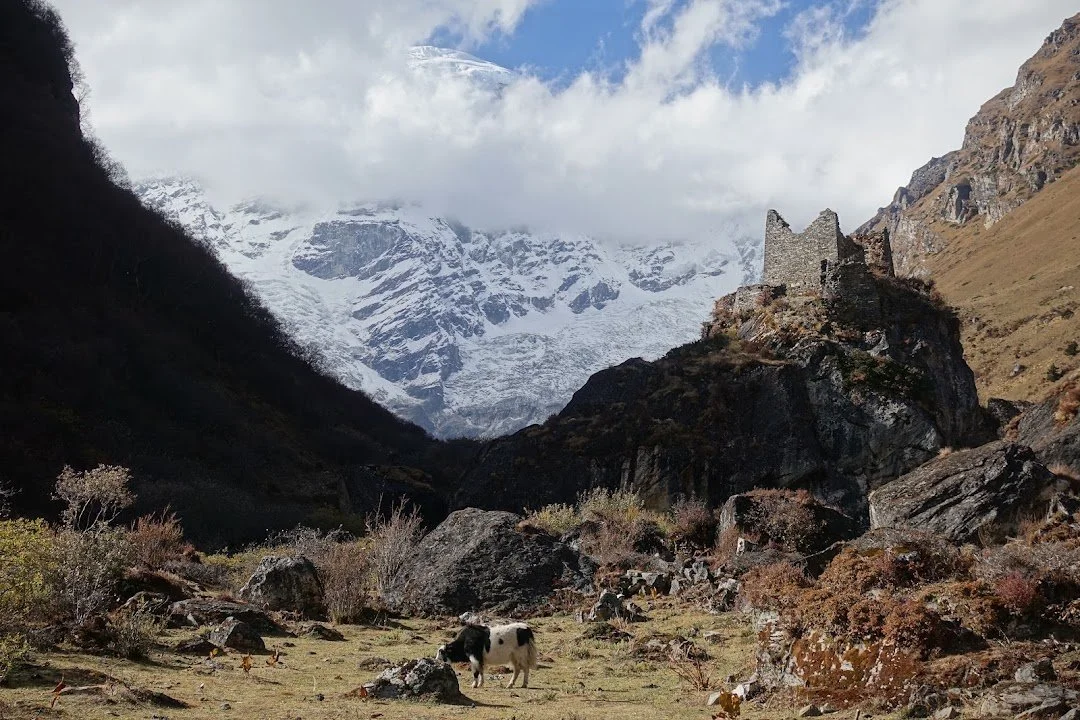 Clouds part around Chomolhari’s glacier above the ruined fortress and a grazing yak.