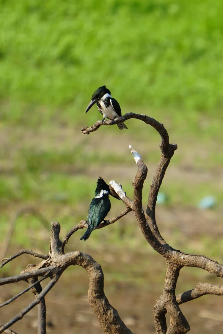 Another view of two Amazon kingfishers (Chloroceryle amazona), with their shaggy crests and white collars in profile.