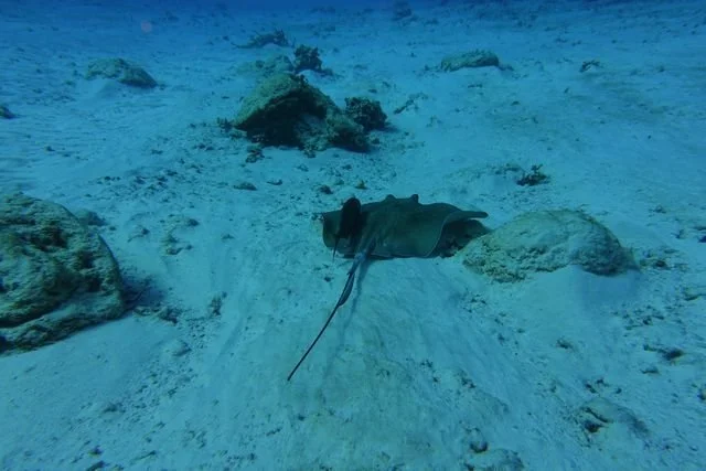 A stingray glides above the sandy seabed with a smaller fish close alongside.