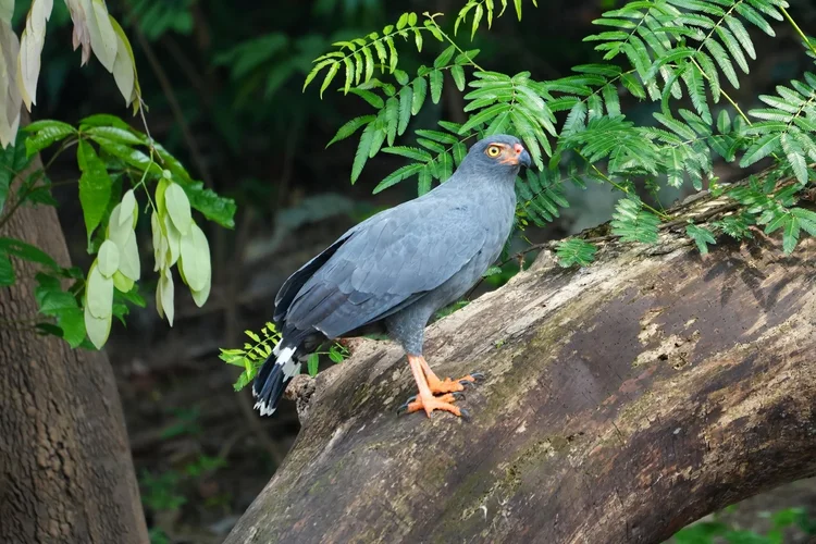 A slate-colored hawk (Buteogallus schistaceus) stands on a fallen trunk, with orange legs beneath blue-grey feathers.