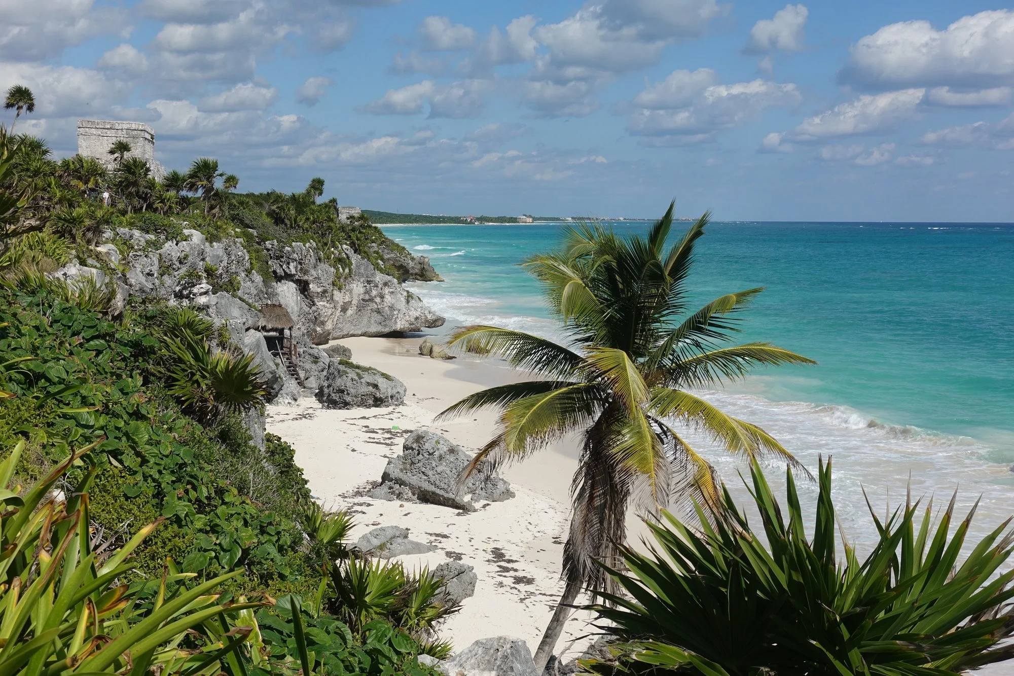 A leaning palm frames the white sand and turquoise water below Tulum’s ruins.