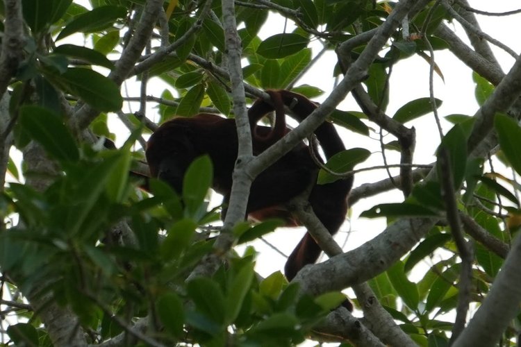 A red howler monkey (Alouatta sp.) rests partly hidden by leaves.