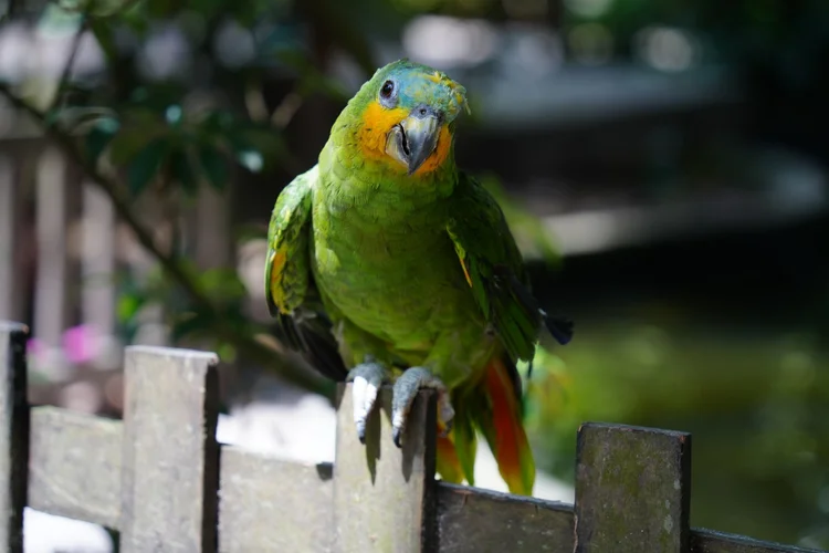 An orange-winged amazon (Amazona amazonica) perches on a wooden fence in Belém.