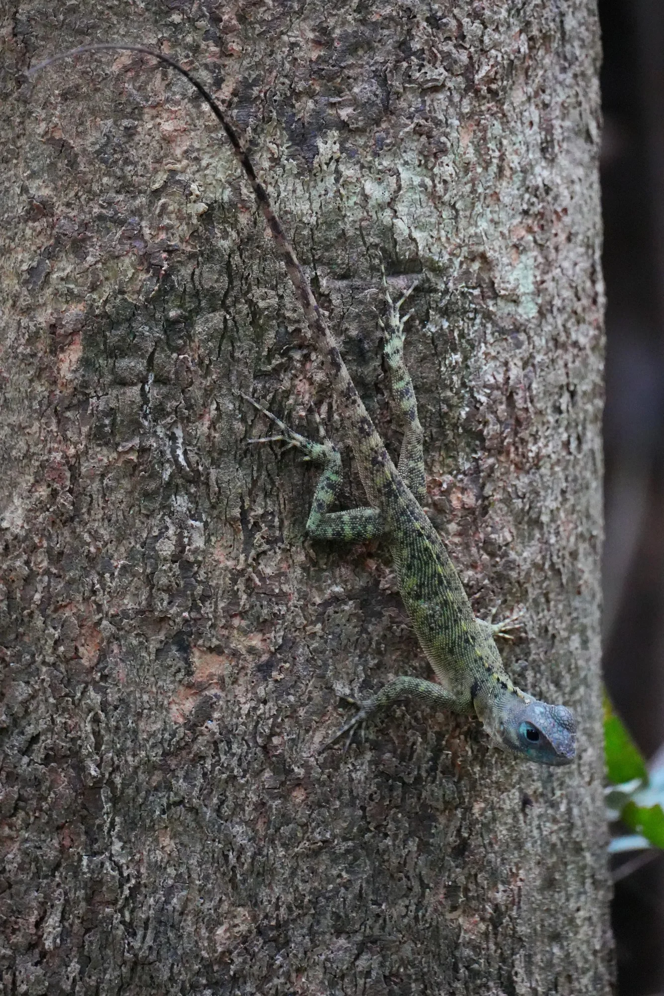 Probably a blue-lipped tree lizard (Plica umbra), its mottled body blending into bark and lichens.