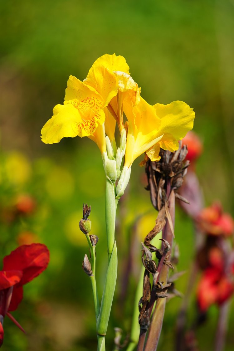 A yellow canna (Canna sp., likely a garden hybrid) shows fine red speckles across its petal-like stamens.