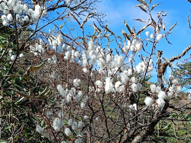 Cotton-like white clusters on the twigs, set against the clear morning sky.