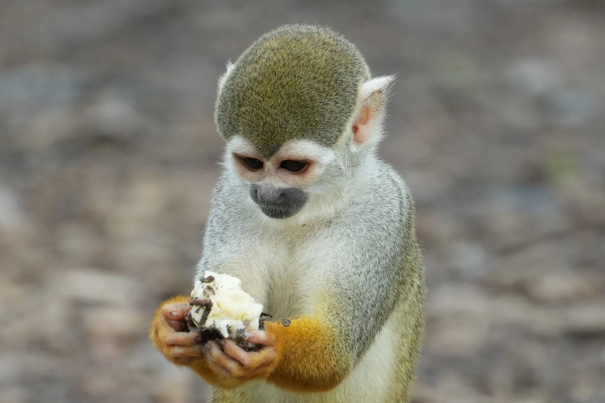 Probably a Humboldt’s squirrel monkey (Saimiri cassiquiarensis), holding a piece of fruit as it feeds.