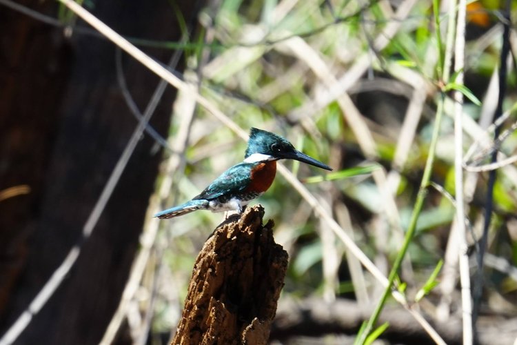 Probably a male green kingfisher (Chloroceryle americana), facing the light among riverside stems.