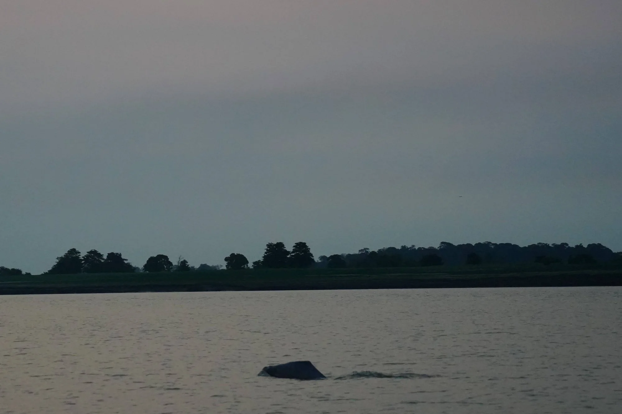 Probably an Amazon river dolphin, or boto (Inia geoffrensis): a back and low dorsal ridge briefly break the evening water.