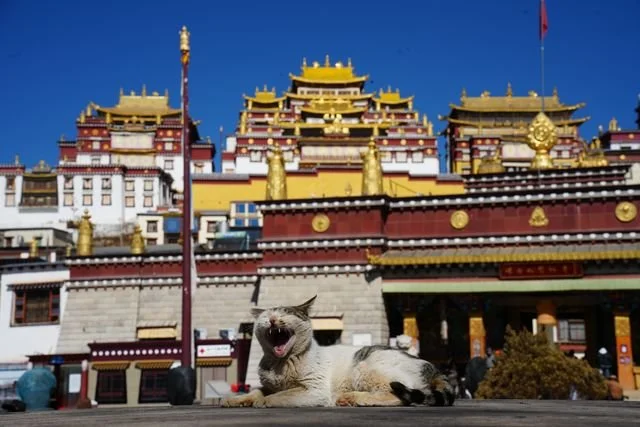 A cat yawns on a wall in front of Songzanlin Monastery.