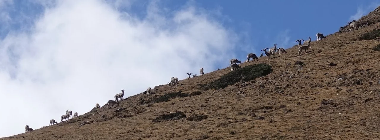 Blue sheep, or bharal (Pseudois nayaur), graze along the steep hillside, their curved horns outlined against the sky.
