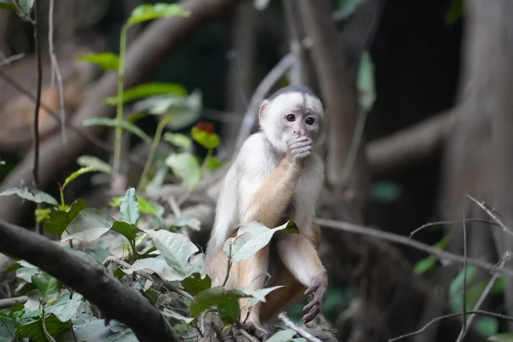 A white-fronted capuchin (Cebus albifrons group) raises a hand to its mouth among the foliage.