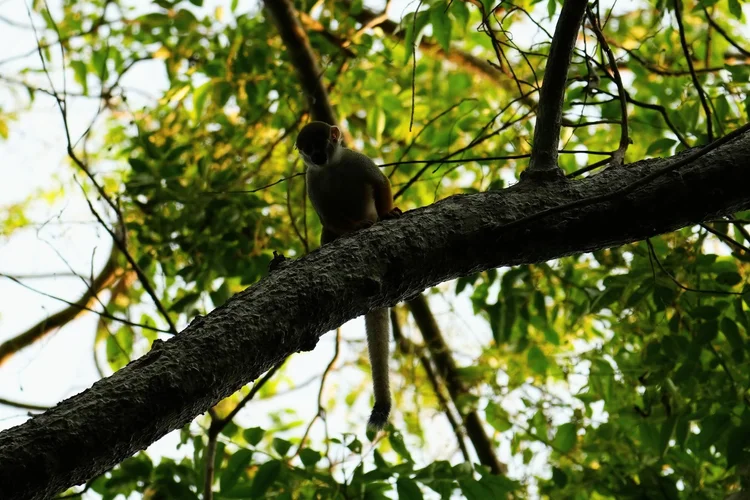 A squirrel monkey (Saimiri sp.) sits on a branch, its long tail hanging below. Fruit and insects are among its foods.