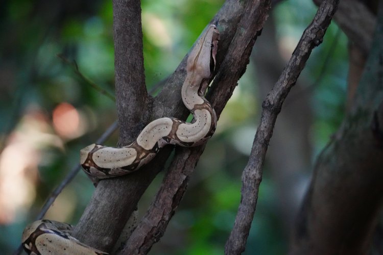 A boa constrictor (Boa constrictor) winds around branches with its tongue extended, collecting chemical cues from its surroundings.