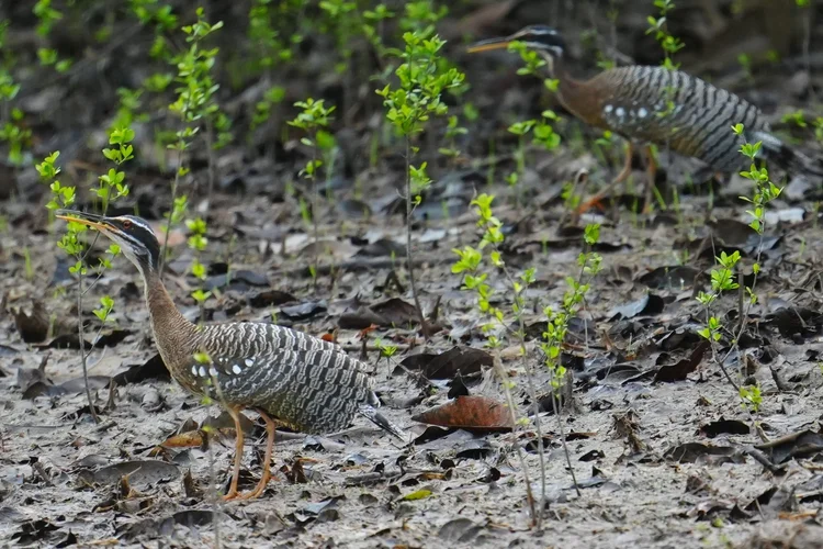 Two sunbitterns (Eurypyga helias) pick their way across a leaf-strewn riverbank.