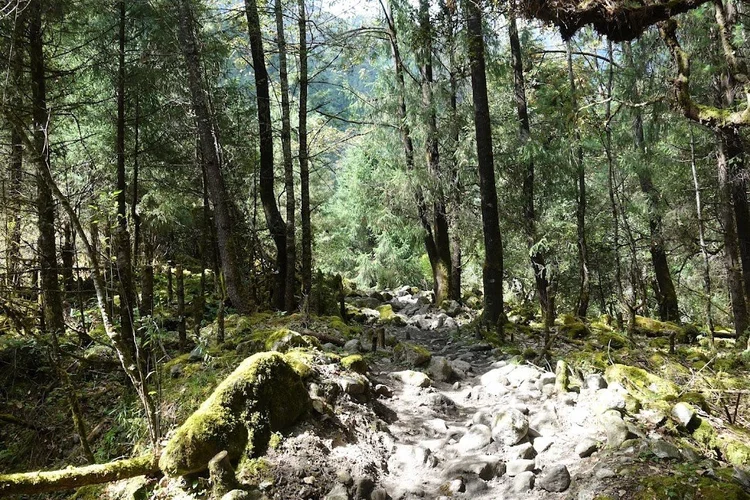 A stony path threads between moss-covered trees on the first day above Shana.