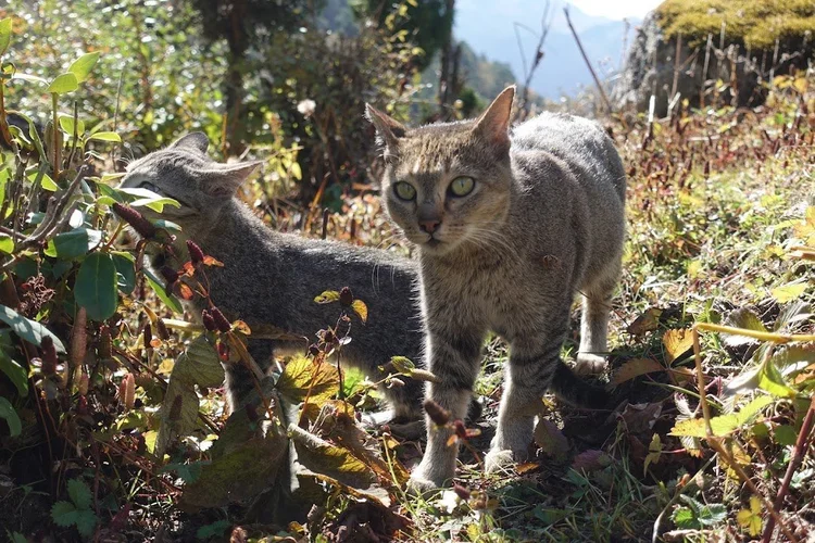 Tabby cats explore the plants beside the path.