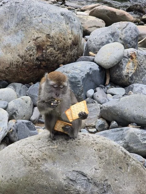 A long-tailed macaque (Macaca fascicularis) eats biscuits taken from the camp’s tea tray, as recorded in the journal.