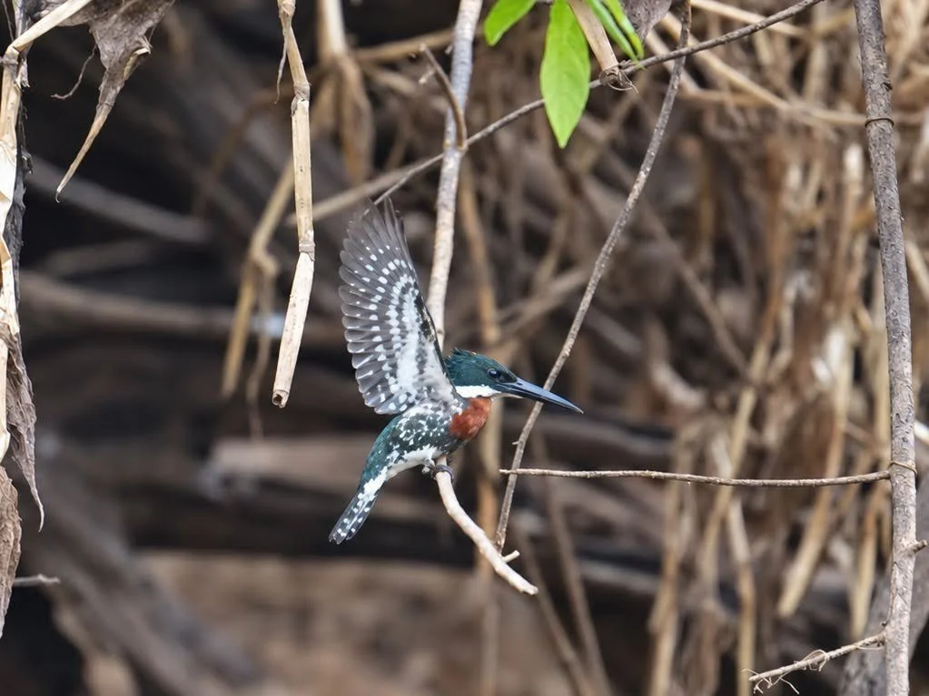 A male green kingfisher (Chloroceryle americana) lifts its wings, revealing white spots above a rust-red breast.