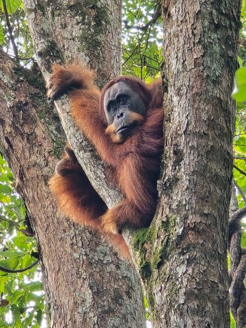 A Sumatran orangutan pauses between two trunks, its rust-coloured coat bright against the bark.