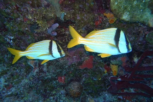 Two porkfish (Anisotremus virginicus), marked by bold black bands and yellow stripes, pass a colourful reef wall.