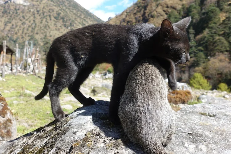 Two kittens share a sunlit rock above the valley.