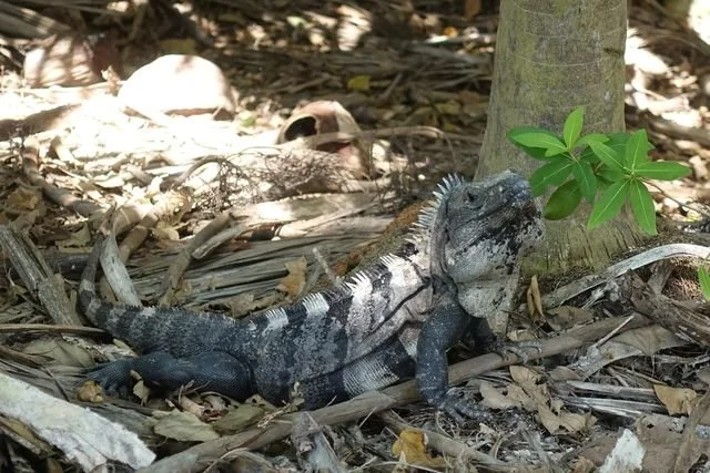 A spiny-tailed iguana (Ctenosaura sp.) rests among leaves beside a tree.