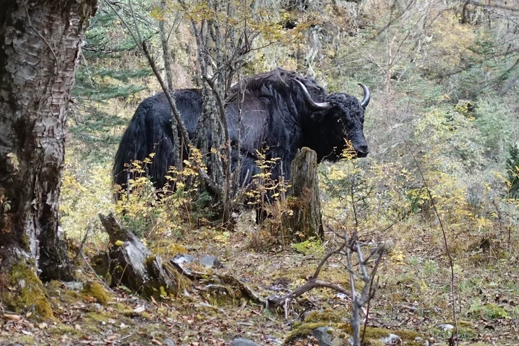 A yak stands among slender trees and autumn-yellow shrubs.