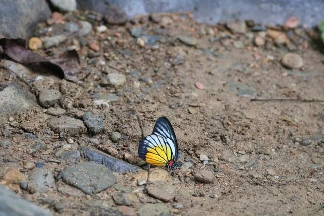 A black, white and yellow butterfly rests on the stony ground beside the river.
