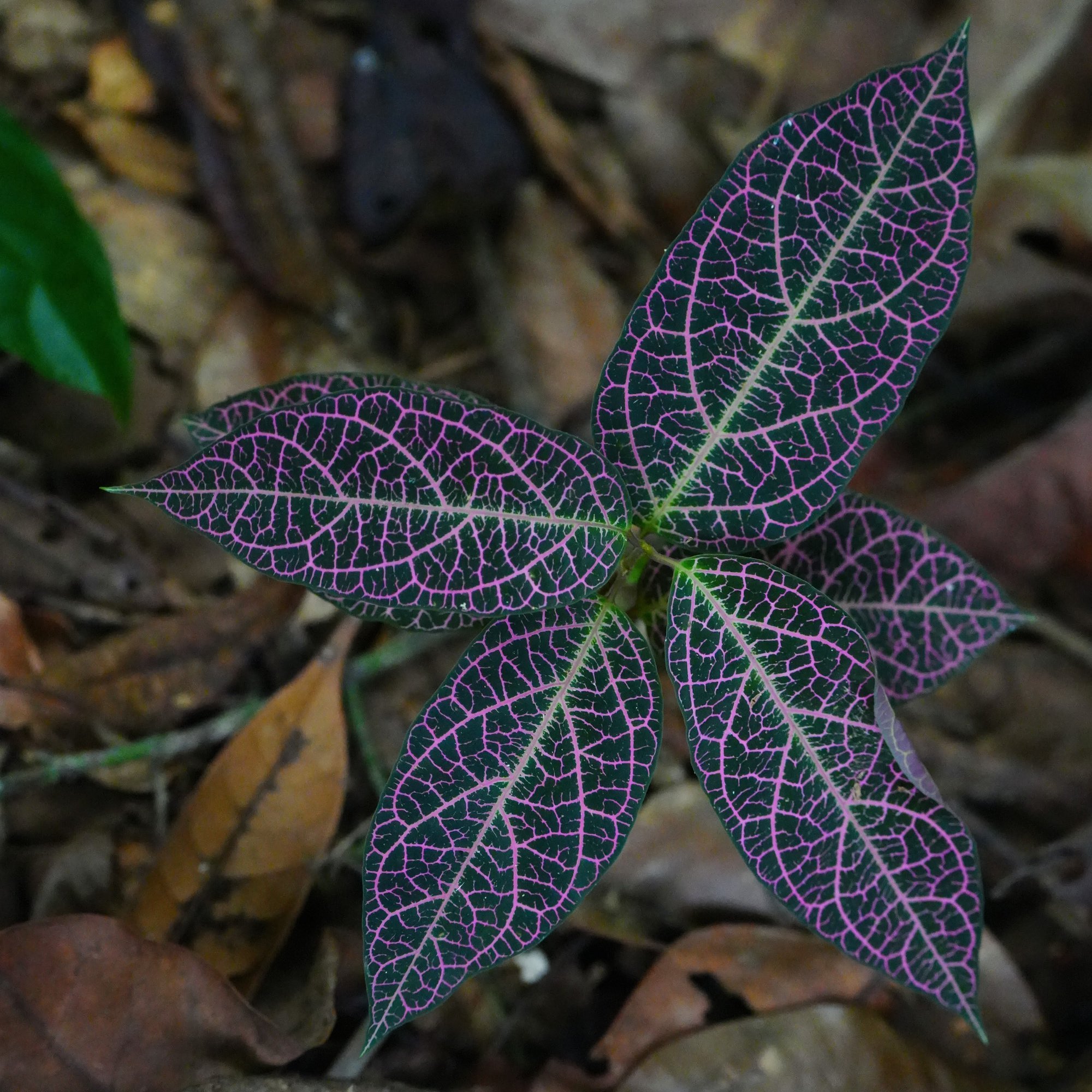 Probably a nerve plant (Fittonia albivenis), its dark leaves traced with pink in the humid shade.