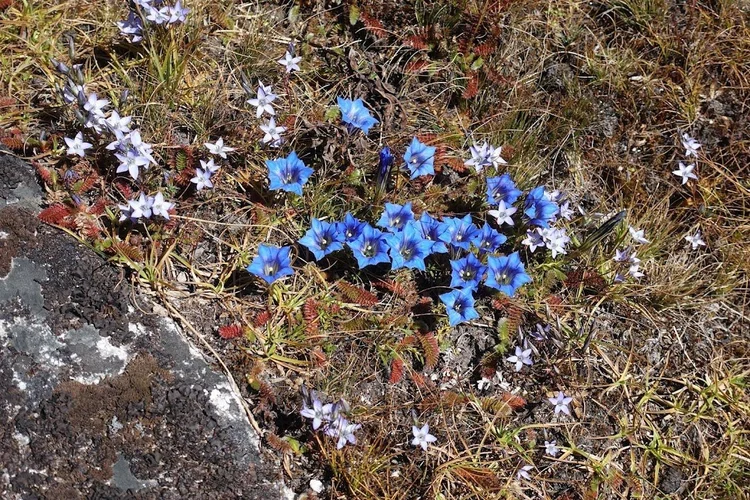 Deep blue flowers and pale lilac stars grow together among russet leaves and dry grass.