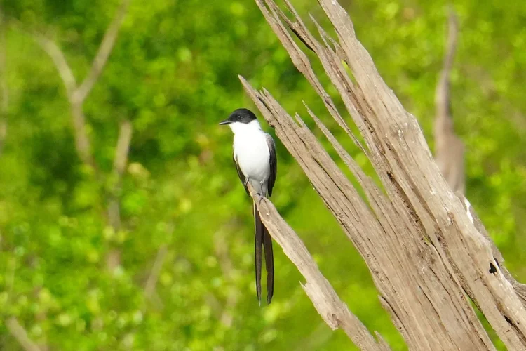 A fork-tailed flycatcher (Tyrannus savana) rests on a splintered trunk beside the Rio Negro.