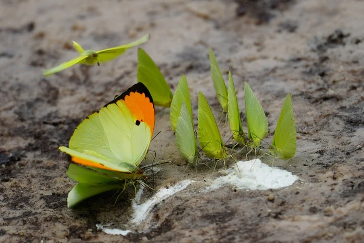 Sulphur butterflies (family Pieridae) gather at the surface, including a large orange-tipped individual, probably Anteos menippe. Such gatherings can provide salts and other nutrients.