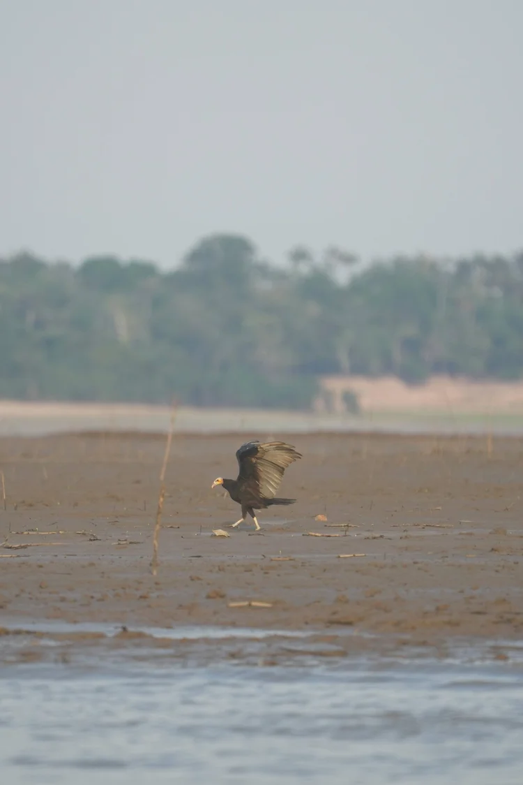 A yellow-headed vulture (Cathartes sp., probably C. burrovianus) spreads its wings on an exposed bank near Manaus.