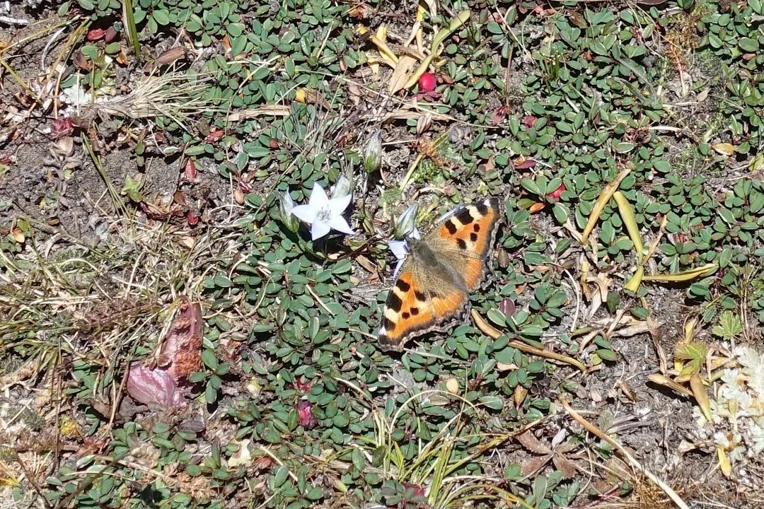 Probably a tortoiseshell butterfly (Aglais sp.), resting with orange-and-black wings spread beside a pale flower.