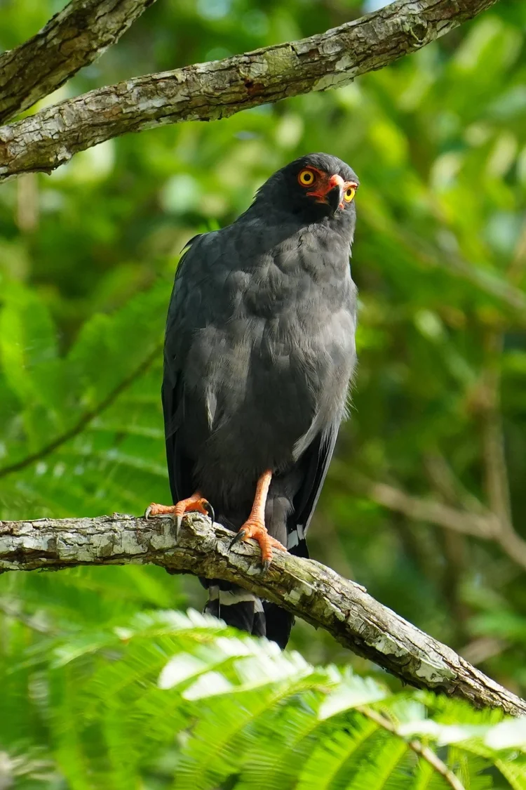 A slate-colored hawk (Buteogallus schistaceus) watches from a shaded branch, with orange facial skin and legs.
