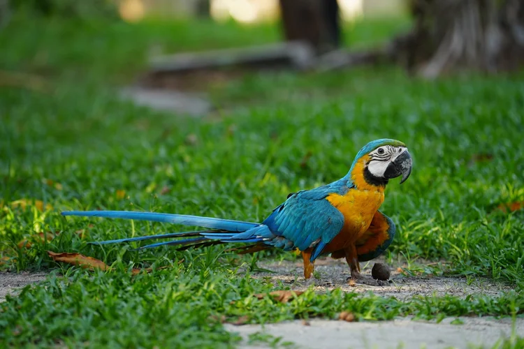 A blue-and-yellow macaw (Ara ararauna) stands with its long blue tail extended behind it.