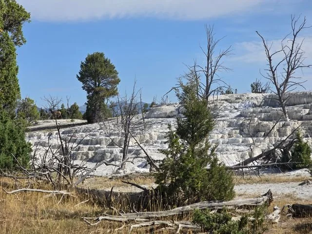 An elk (Cervus canadensis) stands partly hidden among branches beside Mammoth's pale terraces.